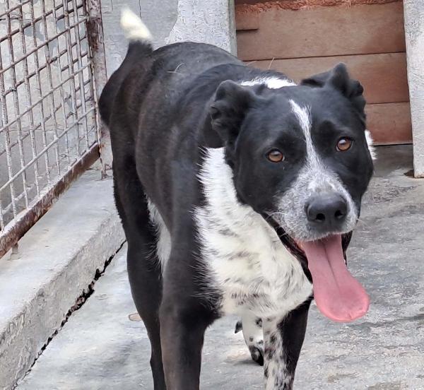 Fenice, dolcissima cagnolina Foto 5